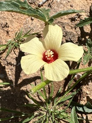 Hibiscus palmatus image