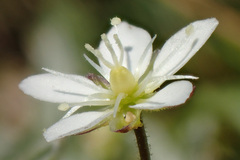 Sagina glabra