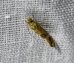 Moerarchis inconcisella