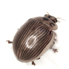 Paropsisterna intacta