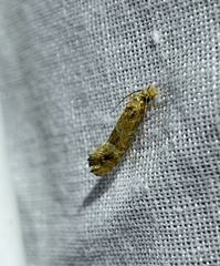 Moerarchis inconcisella