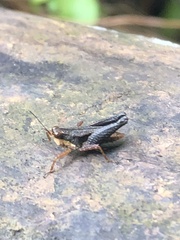 Batrachidea