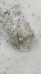 Branchipus schaefferi