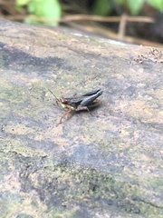 Batrachidea