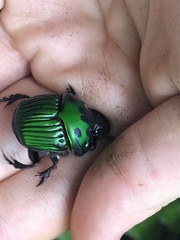 Oxysternon conspicillatum