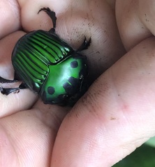 Oxysternon conspicillatum