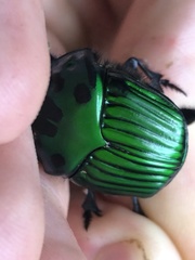 Oxysternon conspicillatum