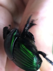 Oxysternon conspicillatum