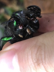 Oxysternon conspicillatum