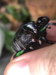 Oxysternon conspicillatum