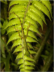 Anolis ventrimaculatus