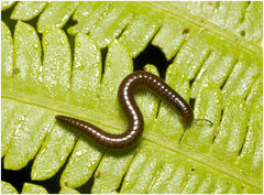 Stemmiulidae