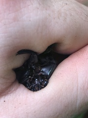 Oxysternon conspicillatum