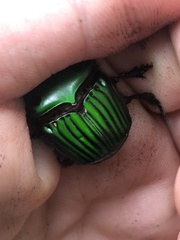 Oxysternon conspicillatum