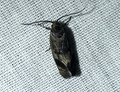 Pycnocera hypoxantha