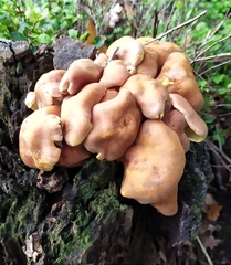 Hypholoma fasciculare