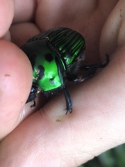 Oxysternon conspicillatum