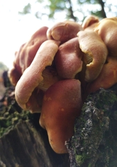 Hypholoma fasciculare