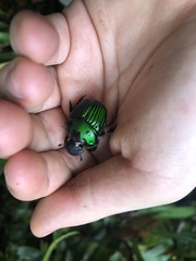 Oxysternon conspicillatum