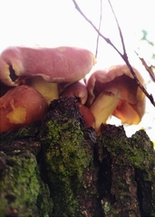 Hypholoma fasciculare