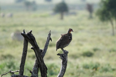 Pternistis rufopictus