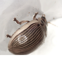 Paropsisterna intacta