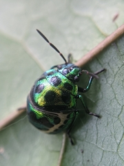 Chrysocoris stollii