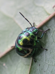 Chrysocoris stollii