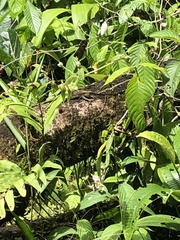 Kentropyx altamazonica