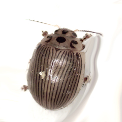 Paropsisterna intacta