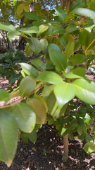 Ligustrum japonicum