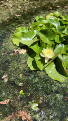 Nymphaea mexicana