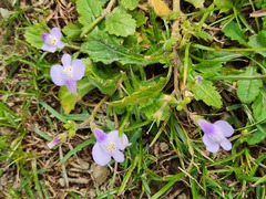 Mazus fauriei