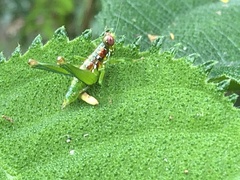 Chloropseustes
