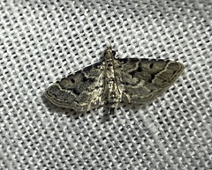 Lathrotelinae