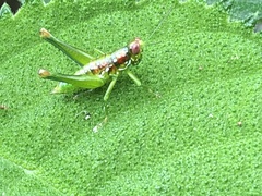 Chloropseustes