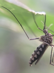 Armigeres subalbatus