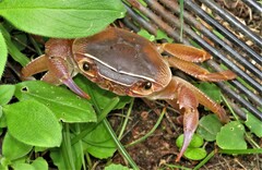 Potamonautes sidneyi