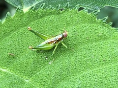 Chloropseustes