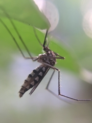 Armigeres subalbatus