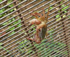 Potamonautes sidneyi