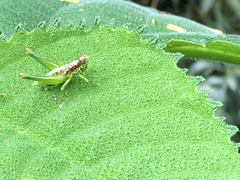 Chloropseustes