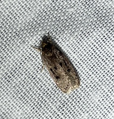 Hofmannophila pseudospretella