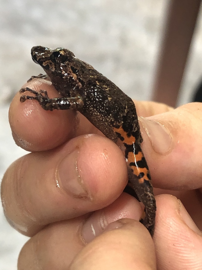 Amazon Robber Frog