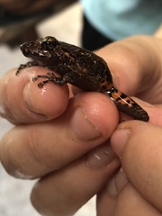 Pristimantis altamazonicus