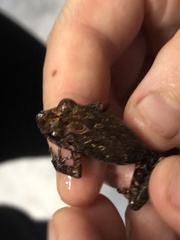 Pristimantis altamazonicus