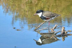 Erythrogonys cinctus