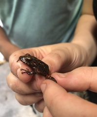 Pristimantis altamazonicus