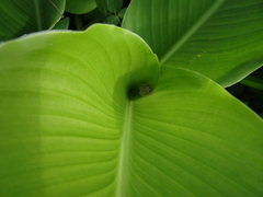 Heterixalus betsileo