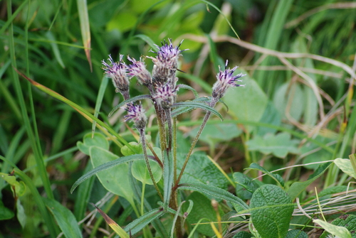 Image of Saussurea angustifolia by no rights reserved
